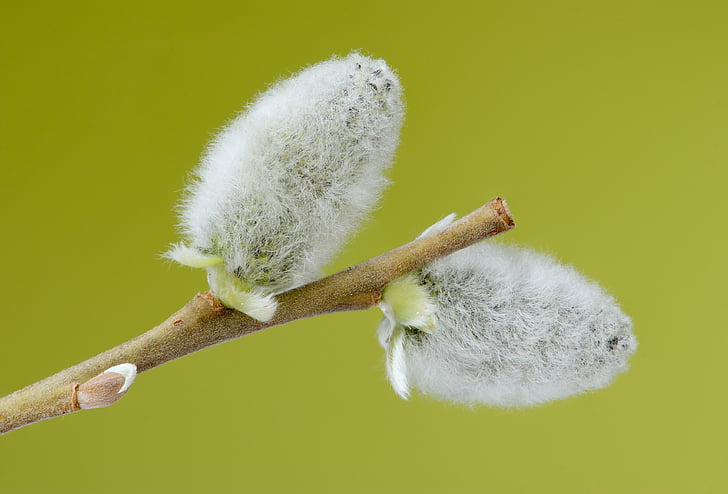 two white cotton flowers