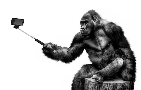 gorilla holding black and stainless steel selfie stick illustration