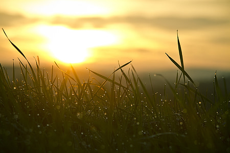 green grass with water droplets during orange sunset