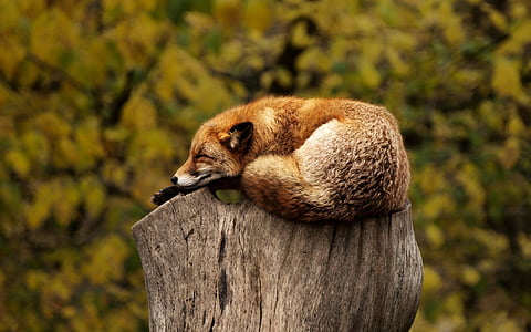 red fox on wood trunk at daytime