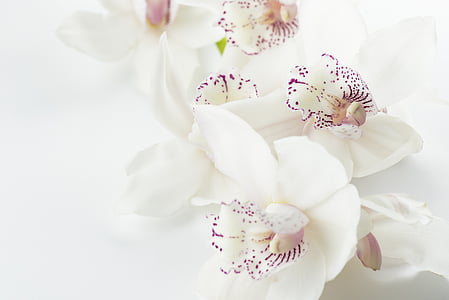 white-and-purple orchids closeup photography