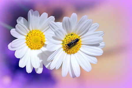 garden ant on white daisy flower