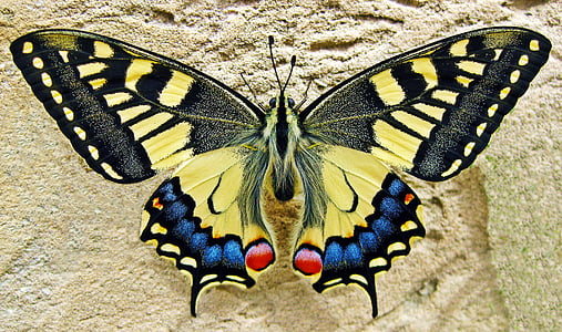 yellow and blue butterfly