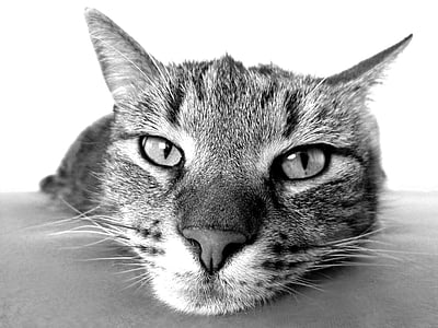 macro shot of tabby cat