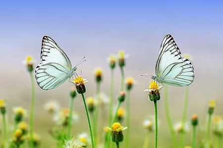 macro photography of two white butterflies perched on yellow petaled flower