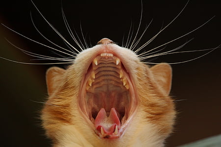 orange kitten yawning