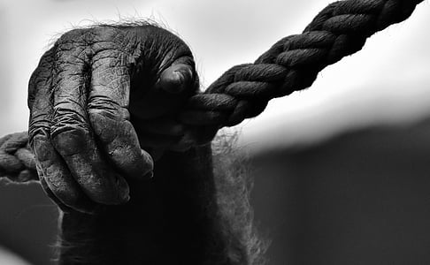grayscale photo primate hand holding on rope