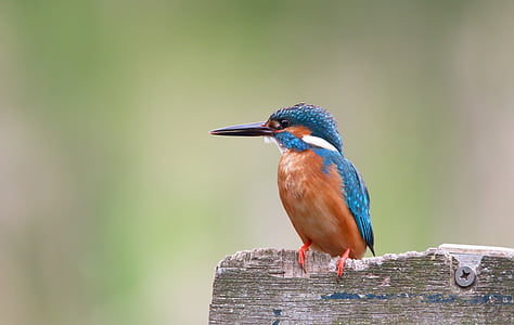 shallow focus photography of brown and blue long-beaked bird