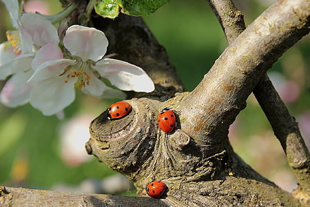 three orange ladybugs