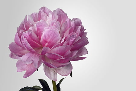closuep photography of pink carnation