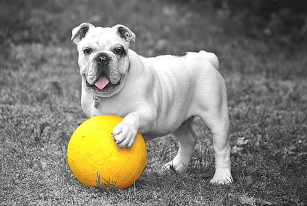 selective color photography of ball played by dog