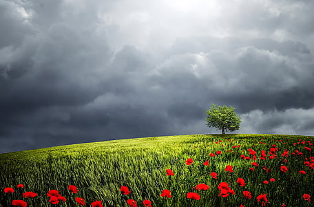 green field with red flowers wallpaper