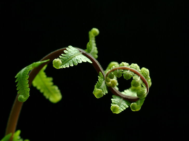 selective-focus photography of green fern plant