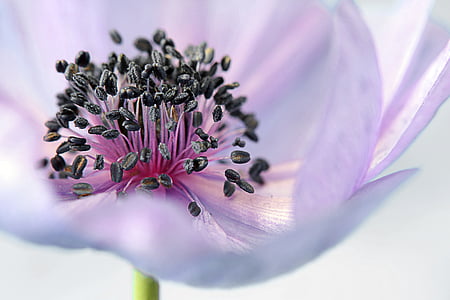 macro shot of purple flower