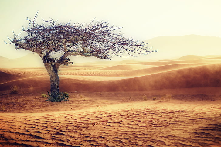 photo of leafless tree on desert