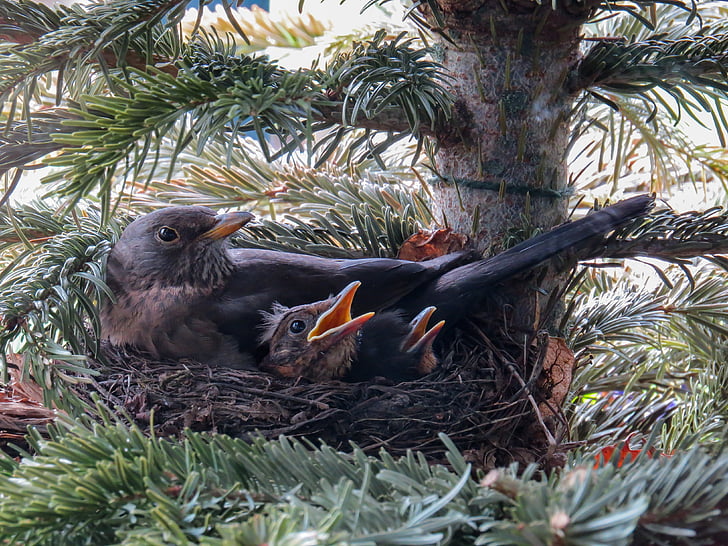 black birds on nest in closeup photography