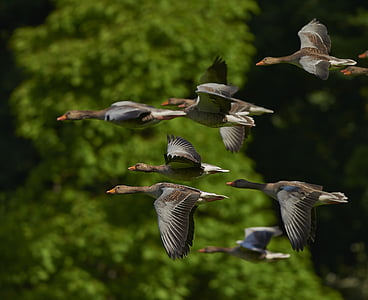 flock of mallard ducks flying near green tree