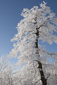 long angle view of tree with coated snow