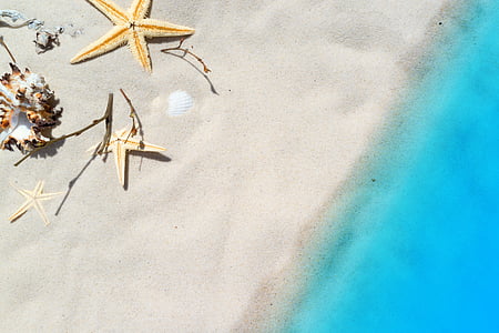 beige star fish on beach