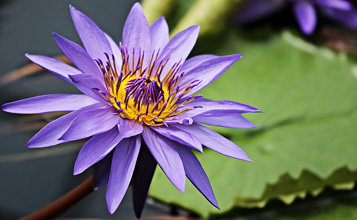 purple water lily flower in closeup photography