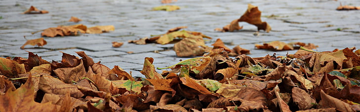 closeup photography of dried leafs near body of water