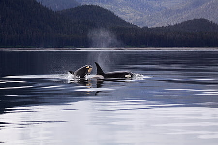two killer whale on body of water during daytimes