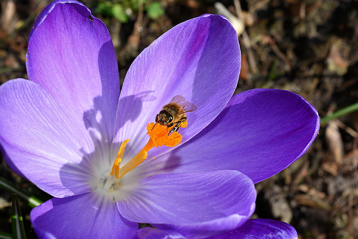 bumble bee perching on purple flower in close-up photography during daytime