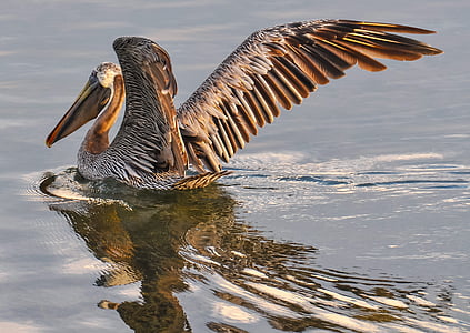 gray and brown pelican on body of water during daytime