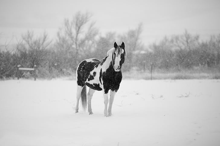 white and black horse on snow