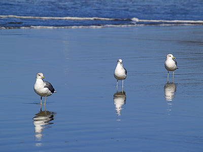 three birds standing on seashore