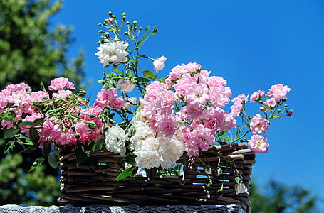 pink and white rose flowers in brown wicker basket