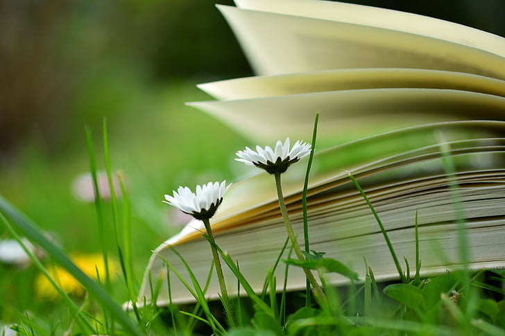 selective photography of two white petaled flowers against unfold book