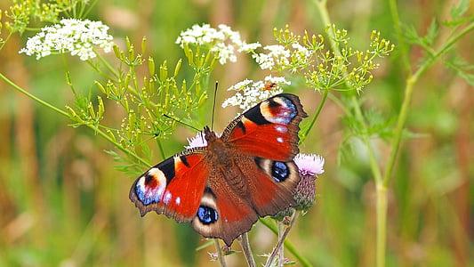 red and brown butterfly