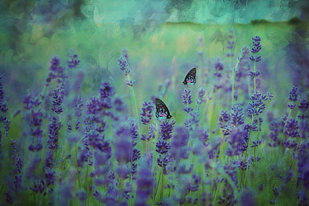 photo of butterflies on purple petaled flowers