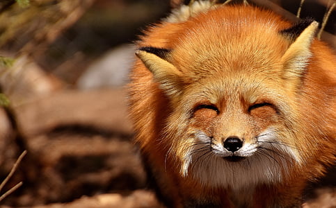 selective focus photo of a red fox