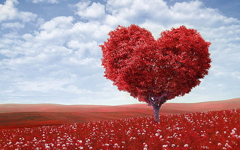 heart-shaped tree on red field under blue sky
