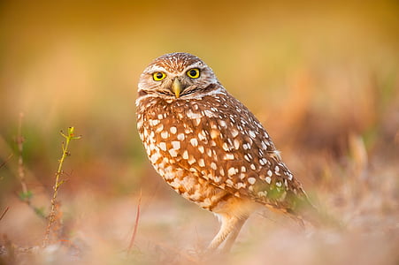 brown owl macro photography