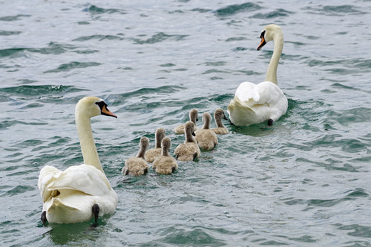 flock of swan