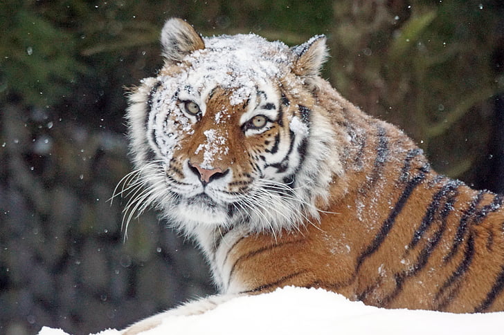 shallow focus photography of tiger lying on white snow field during daytime