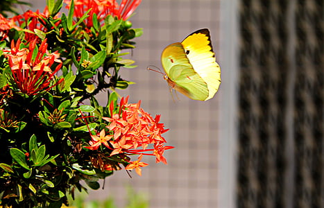 yellow sulfur butterfly flying near red petaled flower during daytime