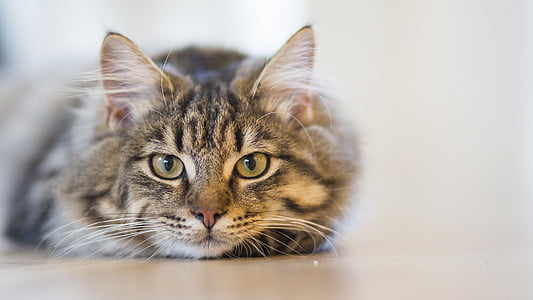 shallow depth of field photo of silver Tabby cat lying on floor
