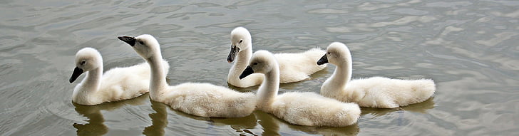 five white ducklings on body of water