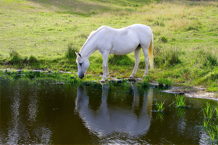 white horse drinking water beside grass field