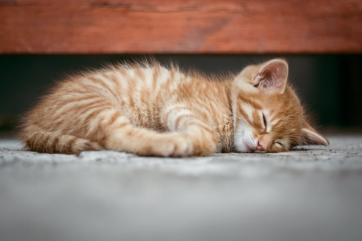 close up photography orange tabby kitten