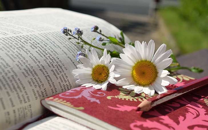 white daisy flowers on top of book at daytime
