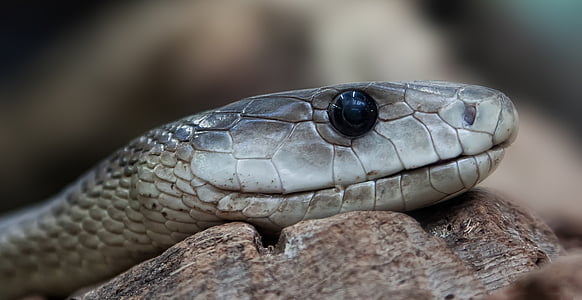 close-up photo of grey snake