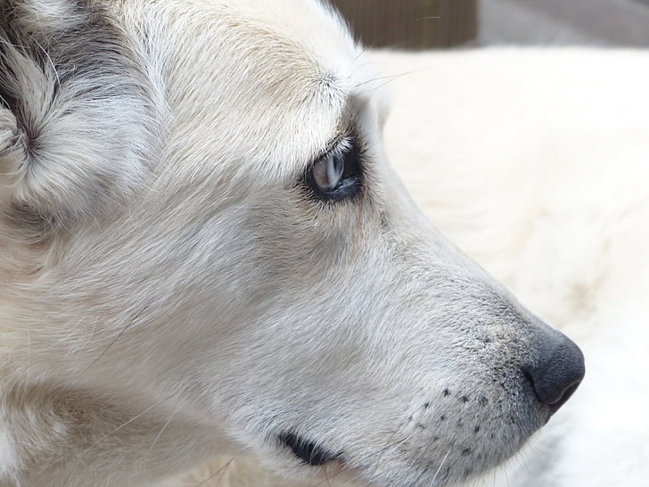 close-up photo of adult short-coated white dog