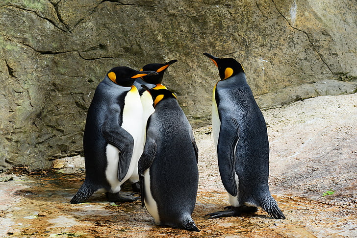 selective focus photography four penguins