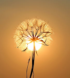 silhouette photography of dandelion during golden hour
