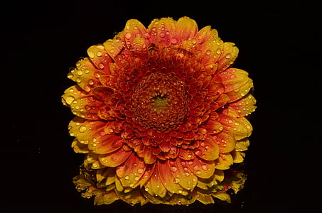orange and yellow Gerbera daisy flower with water droplets